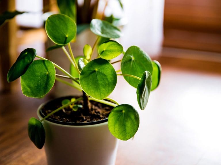 2048x1365 Pilea Peperomioides SEO GettyImages 1225860485 79b134d