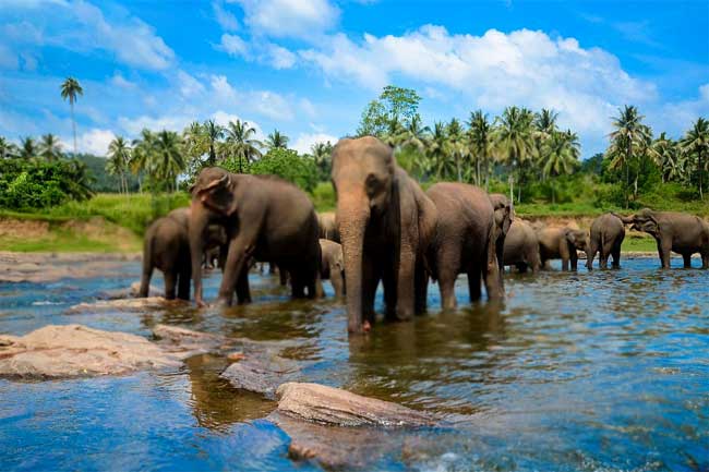 ´யானை புத்தகம்´ நீதிமன்றுக்கு சமர்ப்பிக்க கோரிக்கை! 1 1669976275 1669975445 elephants L