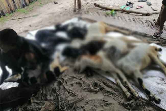 கால்நடைகள் இறப்பு! - காரணம் வெளியாகியது 1 1670598811 jaffna 2