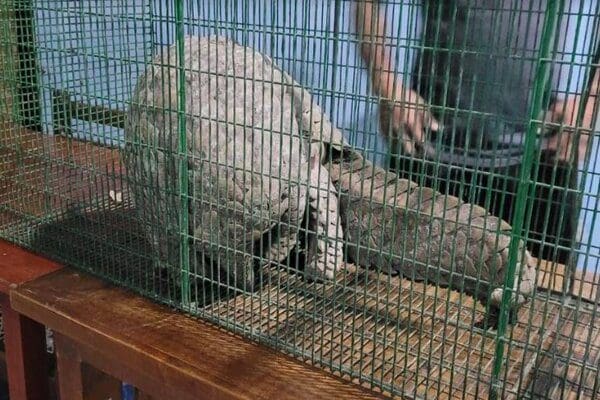 அரியவகை விலங்குடன் முல்லையில் ஒருவர் கைது! 1 image 669437feea