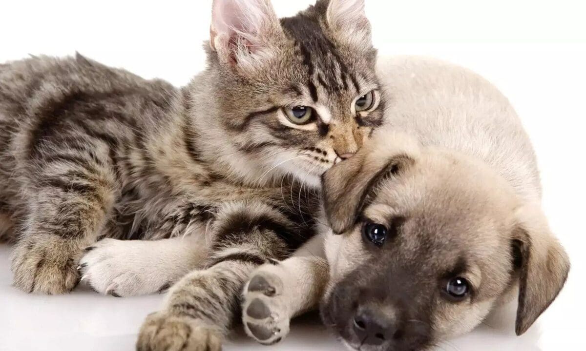 செல்லப் பிராணிகளை ஆன்லைனில் பதிவு செய்யும் திட்டம் அறிமுகம் 1 pet