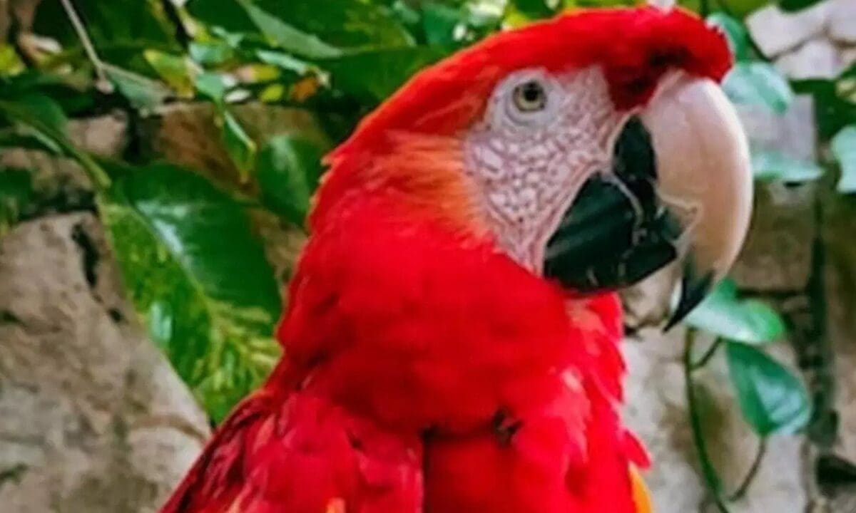 டாக்டரை காயப்படுத்திய கிளி - உரிமையாளருக்கு ரூ.74 லட்சம் அபராதம் 1 parrot